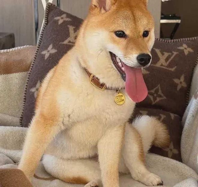 anel顶级VIP年消费100万澳币英语很差新葡京娱乐场app杨兰兰律师透露其身份Ch(图6)