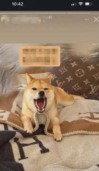 anel顶级VIP年消费100万澳币英语很差新葡京娱乐场app杨兰兰律师透露其身份Ch(图9) anel顶级VIP年消费100万澳币英语很差新葡京娱乐场app杨兰兰律师透露其身份Ch(图9)